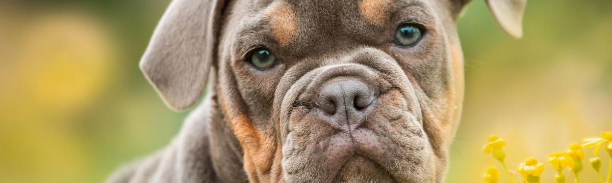 Foto von einem gut gelaunten Hund