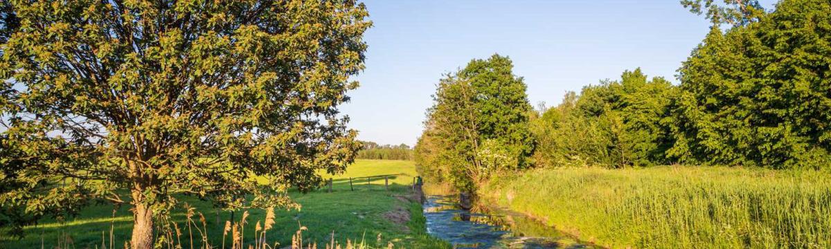 Foto von grüner Wiese mit Bach und Bäumen in Qualburg