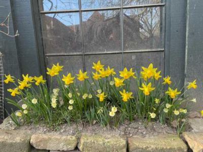 Foto von gelb blühenden Narzissen im Garten von Haus Eyl