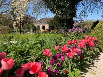 Foto vom Tulpenmeer in rot im Garten Lucenz - Bender
