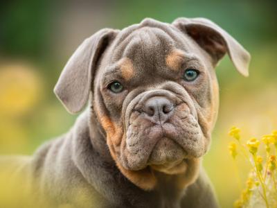 Foto von einem gut gelaunten Hund