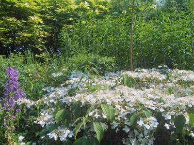 Foto von blühenden Pflanzen im Garten Beyershof