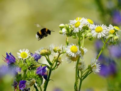 Foto von einer Hummel umgeben von Blumen