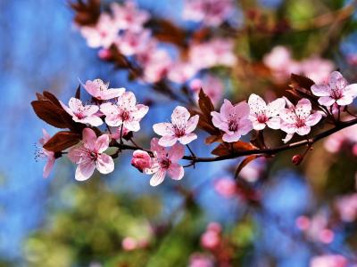 Foto eines Baumastes mit Kirschbaumblüten