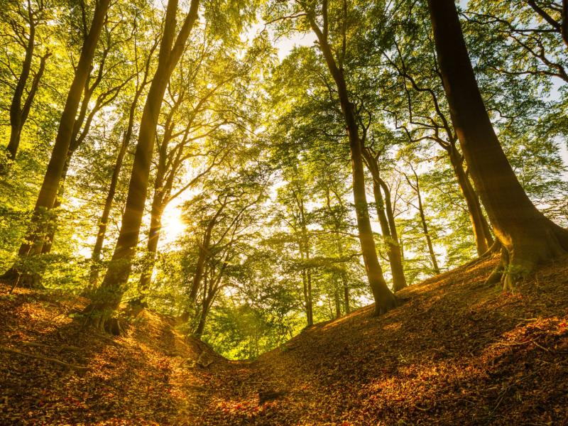 Großansicht: Foto in einem lichtdurchflutenden Wald